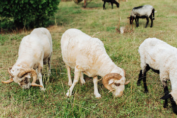 Obraz premium Beautiful, interesting sheep .