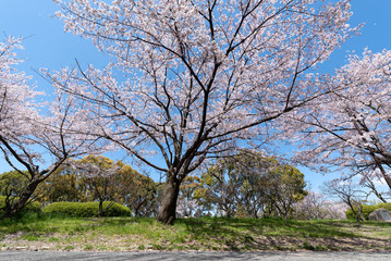 Obraz premium 南千里公園の桜