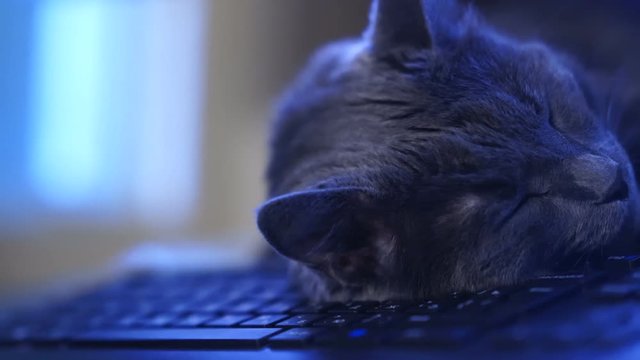 Gray cat sleeping on computer desk. Face of sleepy cat laying on keyboard.