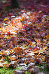 autumn leaves on grass