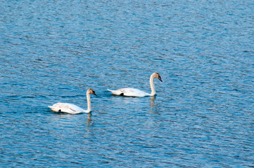 White swans on a mountain lake spring day under the open sky against the background of high...