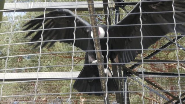 great condor, giant condor, Vultur gryphus stretches wings in a cage