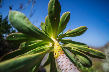 Succulent. Plant in the wild. Tenerife - Canary Islands, Spain. 