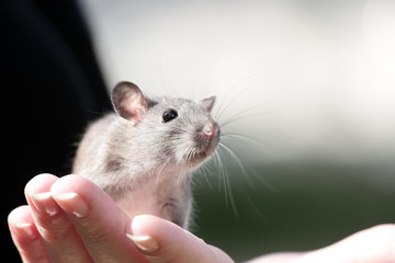 Fototapeta na wymiar Little cute mouse with a mustache on woman's hand close up