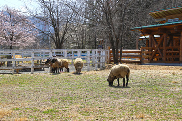 Obraz premium 【埼玉県秩父市 観光名所】羊山公園のヤギ
