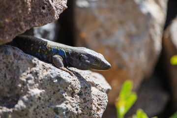 Lizard close up. Wild nature and animal background. Wildlife, reptile