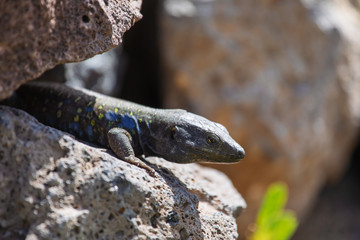 Lizard close up. Wild nature and animal background. Wildlife, reptile