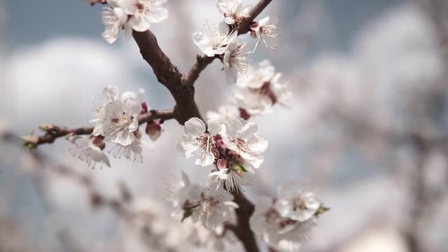 Blooming tree of Apricot in the spring garden