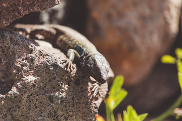 Lizard close up. Wild nature and animal background. Wildlife, reptile
