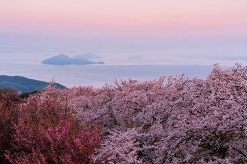 紫雲出山の桜
