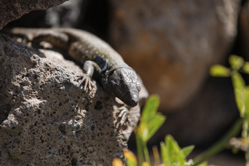 Lizard close up. Wild nature and animal background. Wildlife, reptile