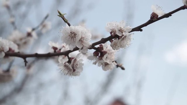 Blooming tree of Apricot in the spring garden