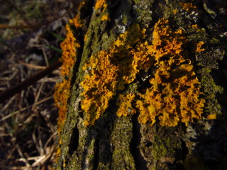 Obraz premium yellow lichen on willow tree bark 