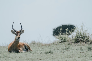 antelope in Safari in African