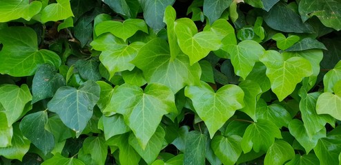 background of green leaves Yedra