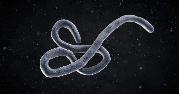 3D animation of a Ebola virus