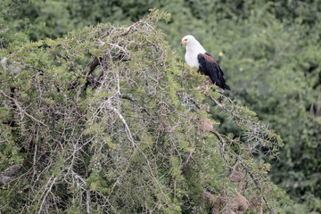 Eagle fish in Uganda