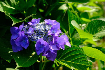 紫陽花 千葉 船橋 flower 海老川 hydrangea