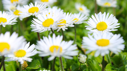 Wild daisies in the nature
