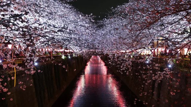 beautiful Sakura, Cherry Blossom flower with light at night in Meguro river, Tokyo, Japan