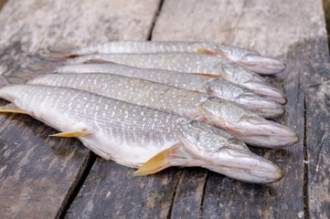 freshly caught pike, lying on a wooden table in the street close-up.