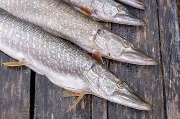 pike head, lying on a wooden table, close-up.