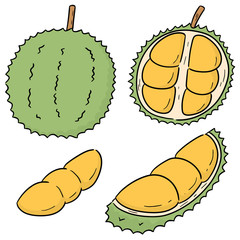 vector set of durian