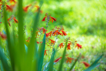 Beautiful crocosmia or monbretia flowers on the natural background with blooming orange flowers