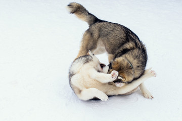 Dogs playing in the snow. Siberian husky dogs have fun fighting and biting on walk. Game and communication on the street of two dogs