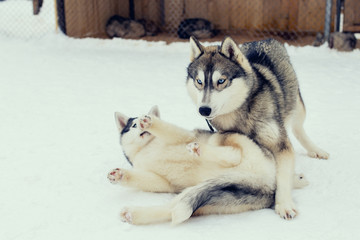 Dogs playing in the snow. Siberian husky dogs have fun fighting and biting on walk. Game and communication on the street of two dogs