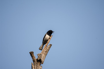 bird, nature, wildlife, branch, animal, black, wild, crow, tree, magpie, beak, blue, swallow, white, feather, birds, sitting, sky, green