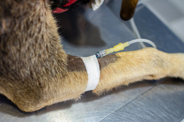 Intravenous catheter in a cephalic vein of a dog