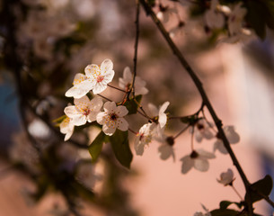 Blooming trees in spring. Early spring  flowers on tree
