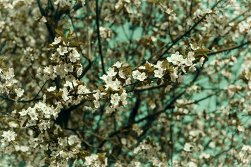 Blooming branch of tree in the city