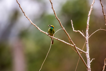 bird, bee-eater, bee, animal, green, nature, wildlife, eater, colorful, merops, branch, wild, beak, blue, color, yellow, beautiful, feather, red, senegal, merops apiaster, thailand, birds, apiaster, e