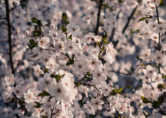 Blooming trees in spring. Early spring  flowers on tree