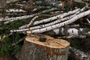 Sawn logs of trees, birch and spruce for firewood.
