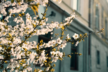  Early spring  flowers on tree in spring time