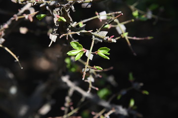 Winged spindle tree (Euonymus alatus)