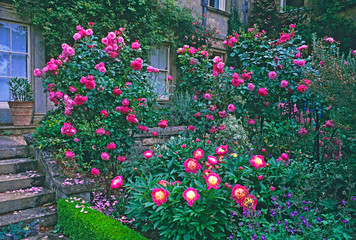 Fototapeta na wymiar Pink roses and peonies in a flower border of a country house