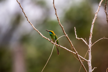 bird, bee-eater, bee, animal, green, nature, wildlife, eater, colorful, merops, branch, wild, beak, blue, color, yellow, beautiful, feather, red, senegal, merops apiaster, thailand, birds, apiaster, e