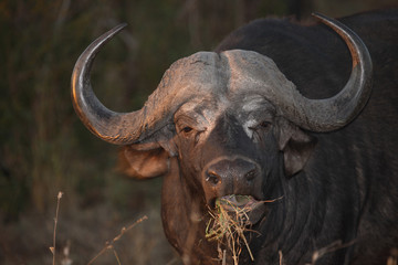 Kaffernbüffel / Buffalo / Syncerus caffer