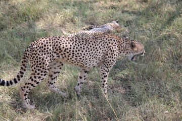 Fototapeta na wymiar Cheetah Masai Mara Africa