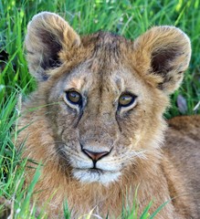 Lion Masai Mara Africa