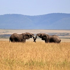 Fototapeta na wymiar Bull Elephant Fighting Masai Mara Africa