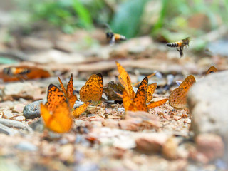 Beautiful on Butterfly with blur background and group of butterflies on surface ground. Insect world Bankrang camp, Phetchaburi province, Thailand National Park.