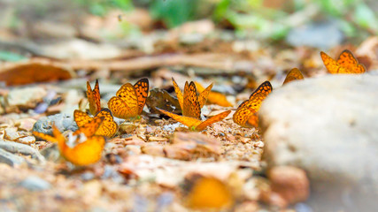 Beautiful on Butterfly with blur background and group of butterflies on surface ground. Insect world Bankrang camp, Phetchaburi province, Thailand National Park.