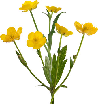 six blooms gold buttercup flower illustration