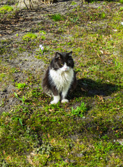 Black and white cat basks in the first spring sun.