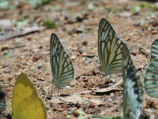 Beautiful on Butterfly with blur background and group of butterflies on surface ground. Insect world Bankrang camp, Phetchaburi province, Thailand National Park.